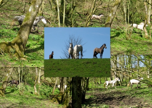Hoses galloping through Walker's Wood